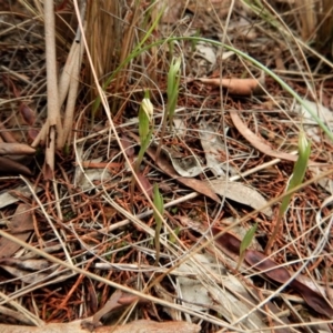 Diplodium truncatum at Cook, ACT - 25 Mar 2017