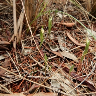 Diplodium truncatum (Little Dumpies, Brittle Greenhood) at Cook, ACT - 25 Mar 2017 by CathB