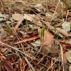 Diplodium truncatum at Cook, ACT - suppressed