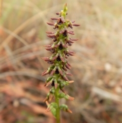 Corunastylis clivicola (Rufous midge orchid) at Cook, ACT - 25 Mar 2017 by CathB