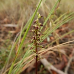 Corunastylis clivicola at Cook, ACT - suppressed