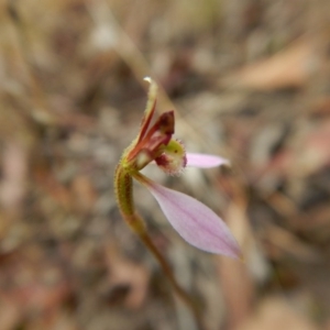 Eriochilus cucullatus at Cook, ACT - suppressed