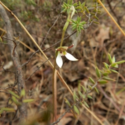 Eriochilus cucullatus (Parson's Bands) at Mount Painter - 25 Mar 2017 by CathB