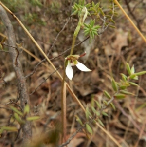 Eriochilus cucullatus at Cook, ACT - 25 Mar 2017