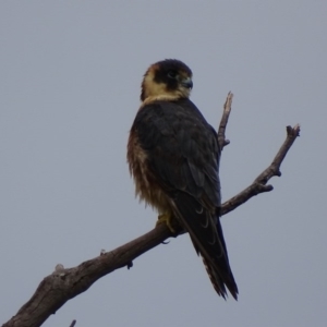 Falco longipennis at Garran, ACT - 25 Mar 2017
