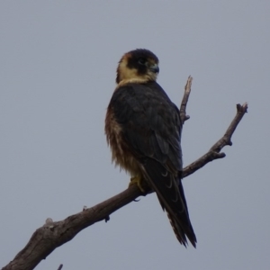 Falco longipennis at Garran, ACT - 25 Mar 2017 04:19 PM