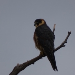 Falco longipennis at Garran, ACT - 25 Mar 2017 04:19 PM