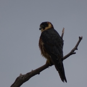 Falco longipennis at Garran, ACT - 25 Mar 2017