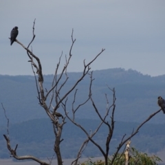 Falco longipennis at Garran, ACT - 25 Mar 2017