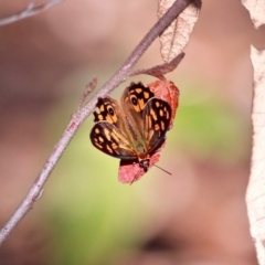 Heteronympha paradelpha (Spotted Brown) at Edrom, NSW - 19 Feb 2017 by RossMannell