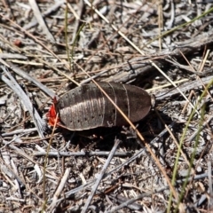 Polyzosteria aenea (Pink-tailed heath cockroach) at Ben Boyd National Park - 19 Feb 2017 by RossMannell