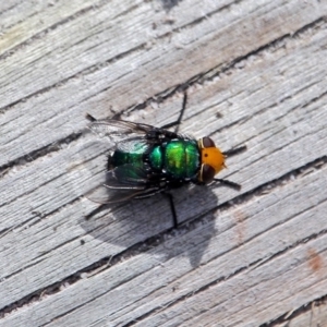 Amenia imperialis at Edrom, NSW - 20 Feb 2017 12:00 AM