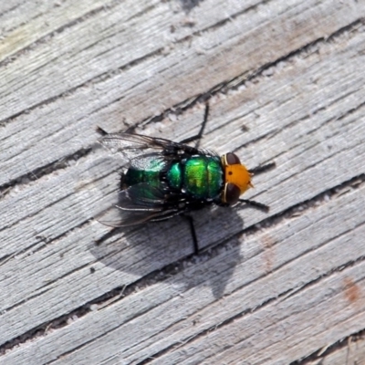 Amenia imperialis (Yellow-headed blowfly) at Edrom, NSW - 19 Feb 2017 by RossMannell