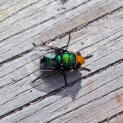 Amenia imperialis (Yellow-headed blowfly) at Ben Boyd National Park - 19 Feb 2017 by RossMannell