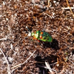 Scutiphora pedicellata (Metallic Jewel Bug) at Green Cape, NSW - 20 Feb 2017 by RossMannell