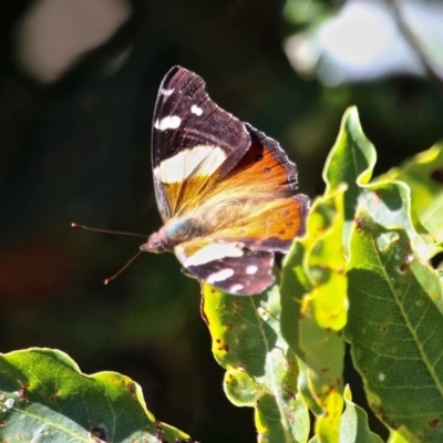 Vanessa itea (Yellow Admiral) at Edrom, NSW - 20 Feb 2017 by RossMannell