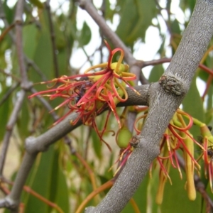 Amyema miquelii at Symonston, ACT - 25 Mar 2017