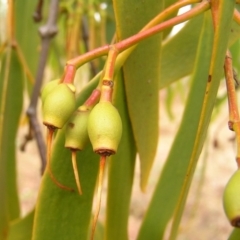 Amyema miquelii at Symonston, ACT - 25 Mar 2017