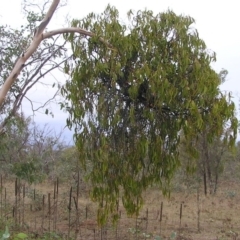 Amyema miquelii at Symonston, ACT - 25 Mar 2017