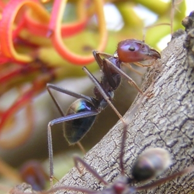 Iridomyrmex purpureus (Meat Ant) at Callum Brae - 25 Mar 2017 by MatthewFrawley