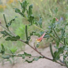 Oenothera indecora subsp. bonariensis (Small-flower Evening Primrose) at Gigerline Nature Reserve - 28 Dec 2016 by michaelb