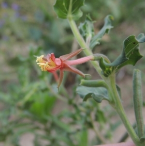 Oenothera indecora subsp. bonariensis at Paddys River, ACT - 28 Dec 2016 06:52 PM