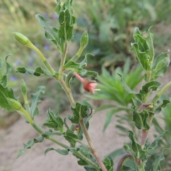 Oenothera indecora subsp. bonariensis at Paddys River, ACT - 28 Dec 2016 06:52 PM