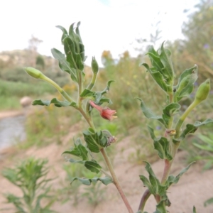 Oenothera indecora subsp. bonariensis at Paddys River, ACT - 28 Dec 2016 06:52 PM