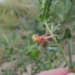 Oenothera indecora subsp. bonariensis at Paddys River, ACT - 28 Dec 2016 06:52 PM