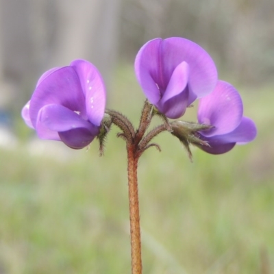 Swainsona behriana (Behr's Swainson-Pea) at Tuggeranong Hill - 18 Oct 2016 by michaelb