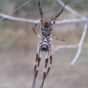 Trichonephila edulis at Symonston, ACT - 25 Mar 2017