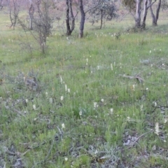 Stackhousia monogyna (Creamy Candles) at Tuggeranong Hill - 18 Oct 2016 by michaelb