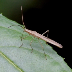 Mutusca brevicornis at Cotter River, ACT - 6 Feb 2017