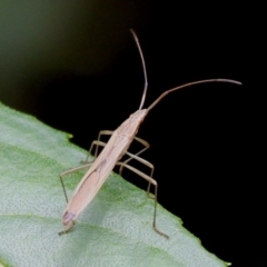 Mutusca brevicornis at Cotter River, ACT - 6 Feb 2017