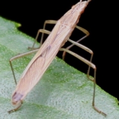 Mutusca brevicornis at Cotter River, ACT - 6 Feb 2017