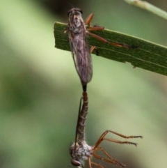 Cerdistus sp. (genus) (Yellow Slender Robber Fly) at Namadgi National Park - 6 Feb 2017 by HarveyPerkins