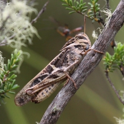 Gastrimargus musicus (Yellow-winged Locust or Grasshopper) at Cotter River, ACT - 6 Feb 2017 by HarveyPerkins