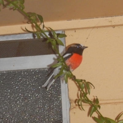 Petroica boodang (Scarlet Robin) at Curtin, ACT - 25 Mar 2017 by MichaelMulvaney