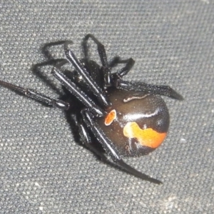 Latrodectus hasselti at Curtin, ACT - 26 Mar 2017 10:28 AM