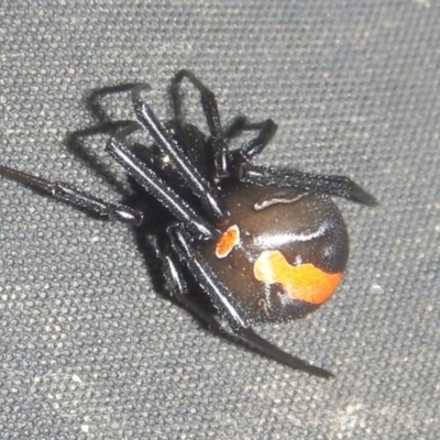 Latrodectus hasselti (Redback Spider) at Curtin, ACT - 26 Mar 2017 by MichaelMulvaney