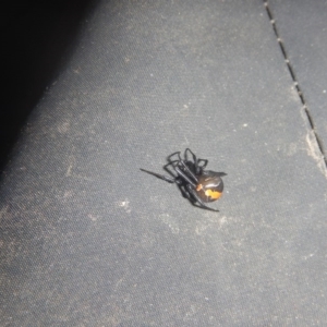 Latrodectus hasselti at Curtin, ACT - 26 Mar 2017 10:28 AM