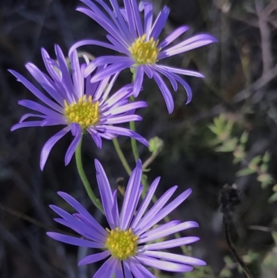 Brachyscome rigidula (Hairy Cut-leaf Daisy) at QPRC LGA - 26 Mar 2017 by yellowboxwoodland