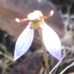 Eriochilus cucullatus (Parson's Bands) at QPRC LGA - 26 Mar 2017 by yellowboxwoodland