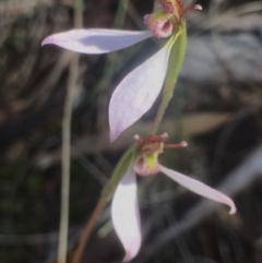 Eriochilus cucullatus at Bungendore, NSW - 26 Mar 2017