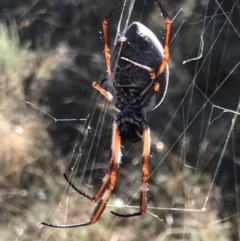 Trichonephila edulis (Golden orb weaver) at QPRC LGA - 26 Mar 2017 by yellowboxwoodland