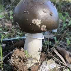 Amanita sp. (Amanita sp.) at Bungendore, NSW - 26 Mar 2017 by yellowboxwoodland