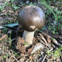 Amanita sp. at Bungendore, NSW - 26 Mar 2017