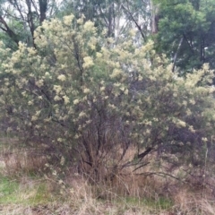 Cassinia quinquefaria (Rosemary Cassinia) at Red Hill to Yarralumla Creek - 25 Mar 2017 by ruthkerruish