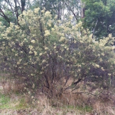 Cassinia quinquefaria (Rosemary Cassinia) at Garran, ACT - 25 Mar 2017 by ruthkerruish