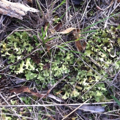 Cladia sp. (genus) at Hughes Garran Woodland - 25 Mar 2017 by ruthkerruish